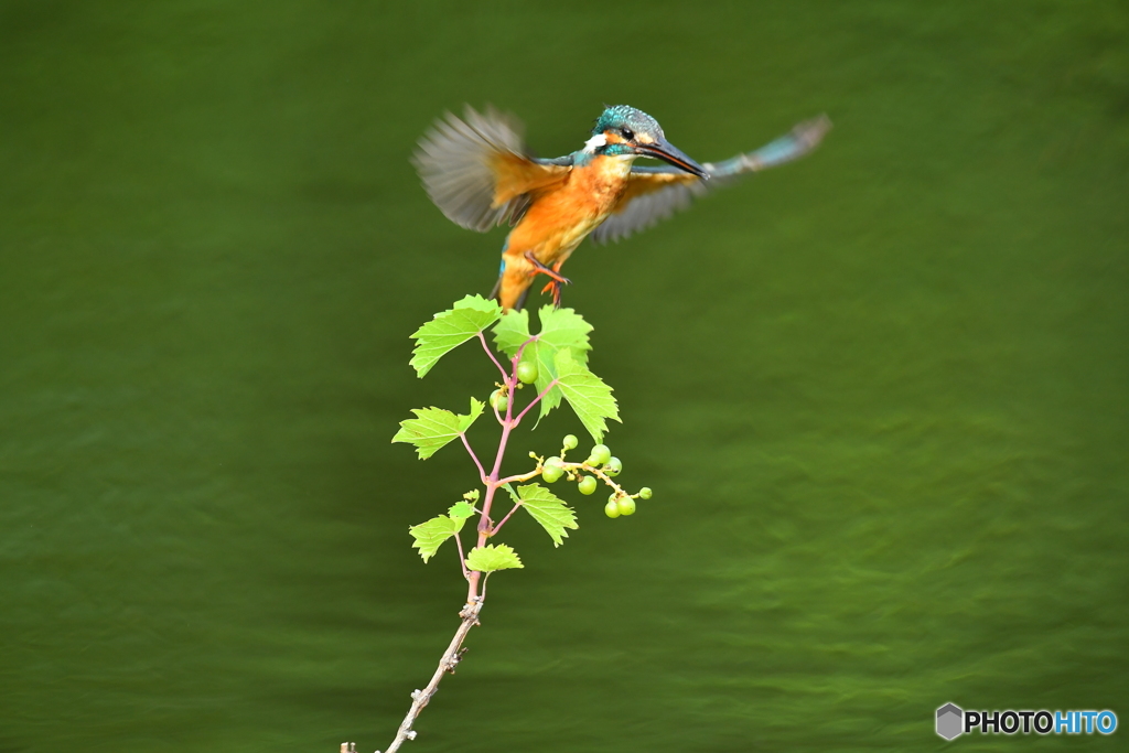 山ブドウとカワセミ