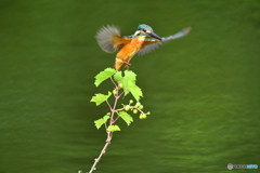山ブドウとカワセミ