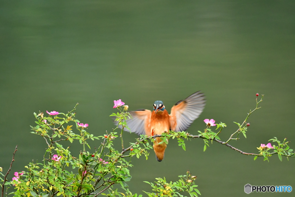 野バラとカワセミ