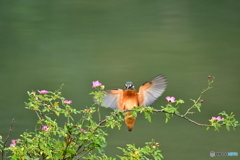 野バラとカワセミ