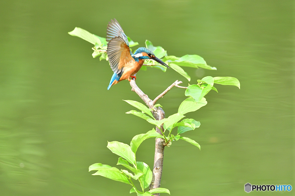 柿の木とカワセミ
