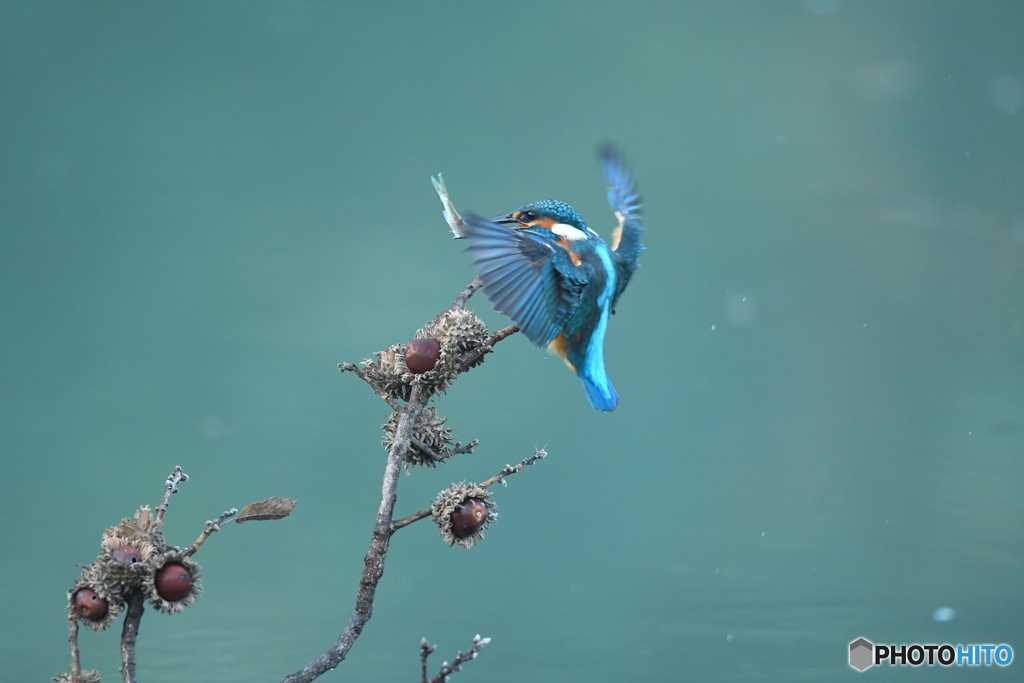 ドングリとカワセミ