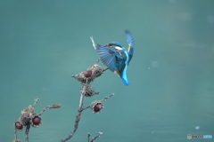 ドングリとカワセミ