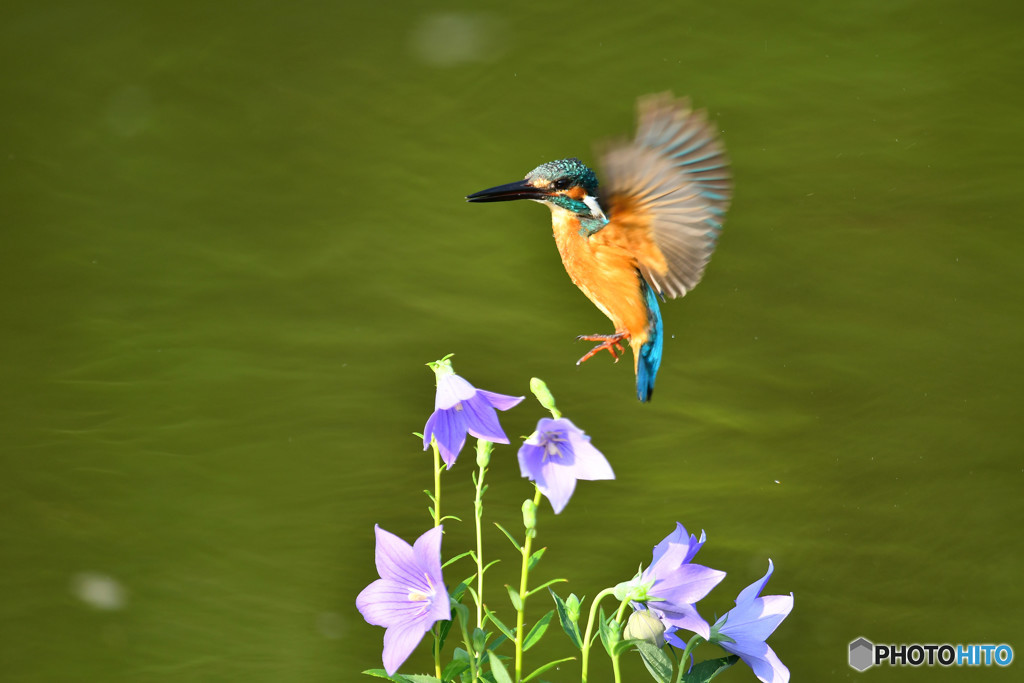 桔梗とカワセミ