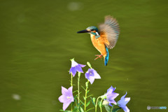 桔梗とカワセミ