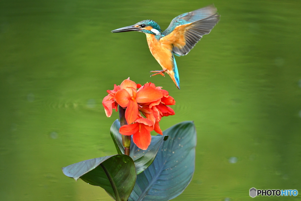 カンナとカワセミ