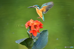 カンナとカワセミ