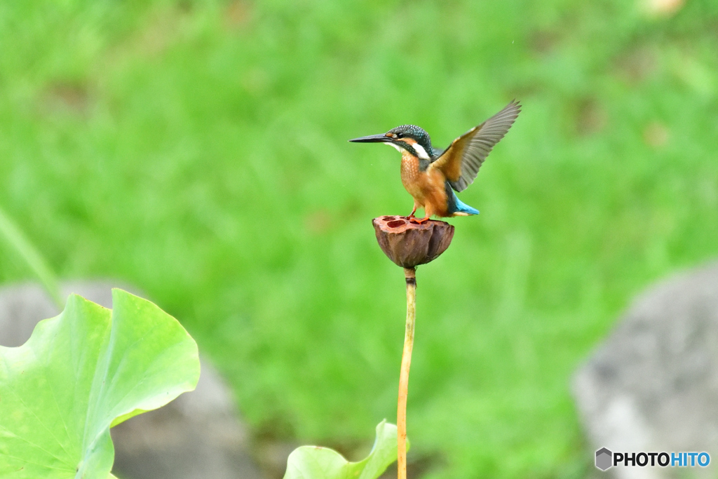 カワセミ