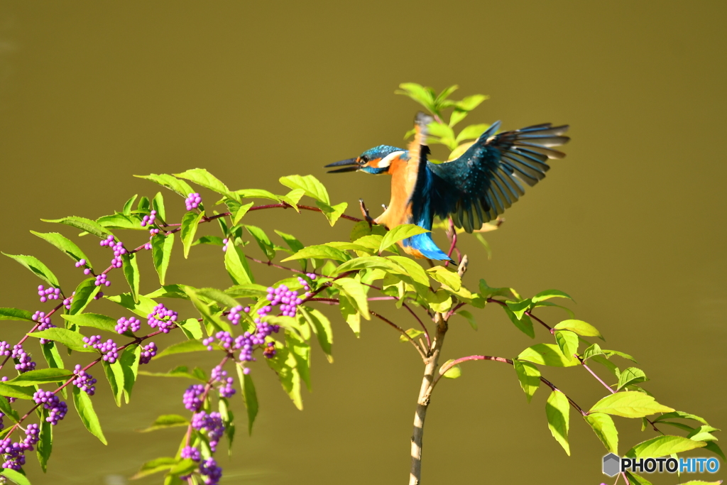 紫式部とカワセミ