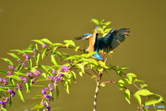 紫式部とカワセミ