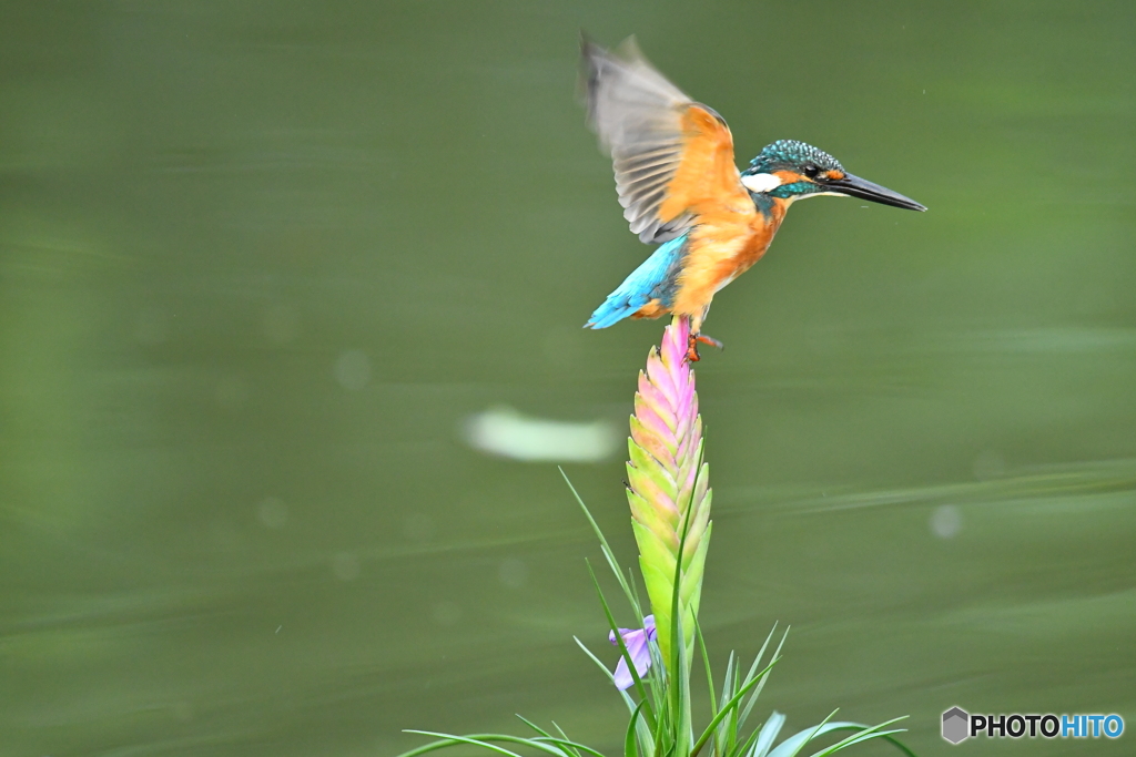 チランドシアとカワセミ