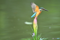 チランドシアとカワセミ