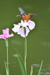 花ショウブとカワセミ
