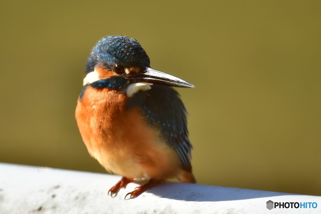 カワセミのアップ