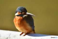 カワセミのアップ