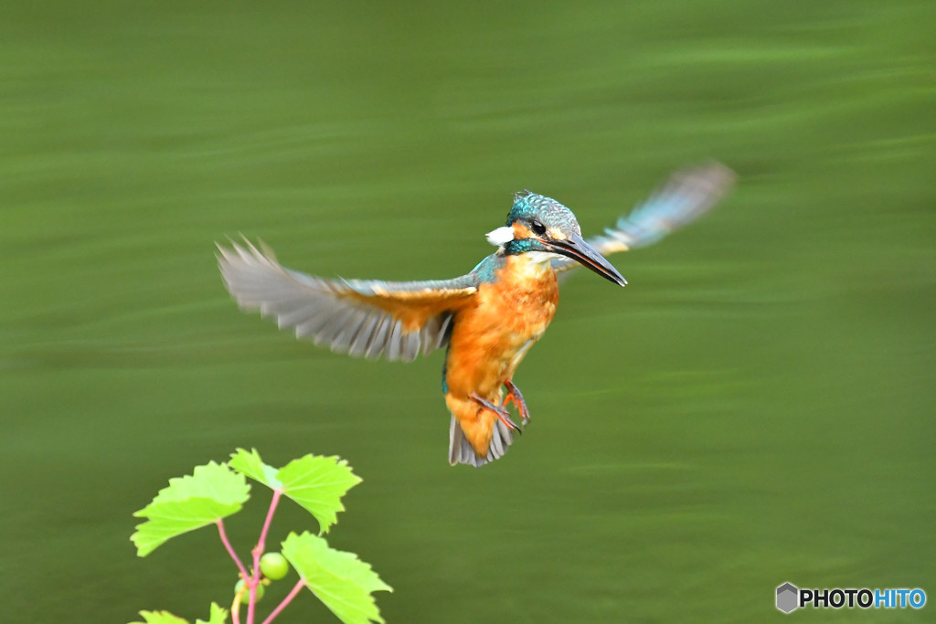 山ブドウとカワセミ