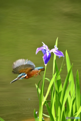 カキツバタとカワセミ