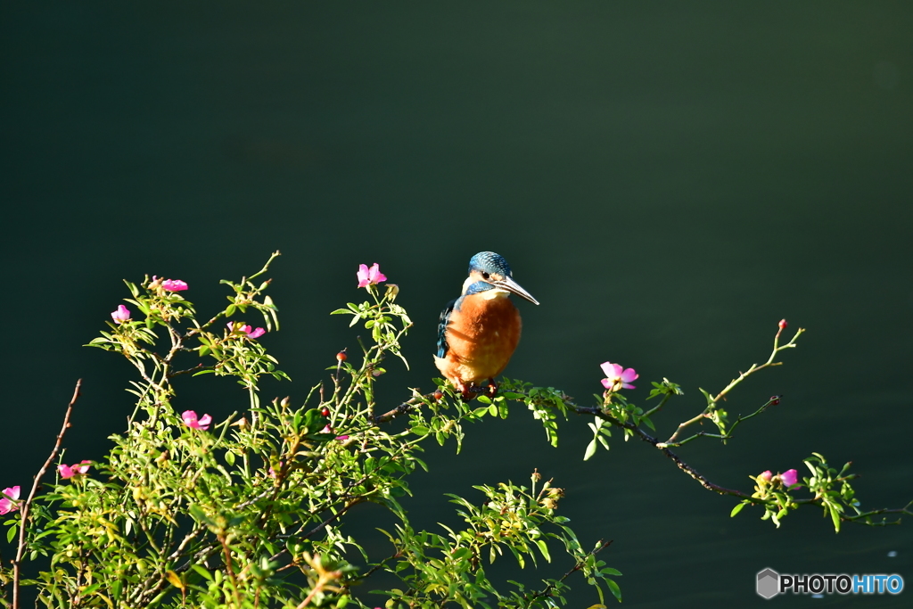 野バラとカワセミ