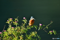 野バラとカワセミ