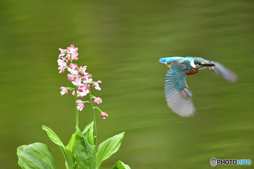 エビネランとカワセミ