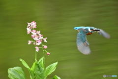 エビネランとカワセミ
