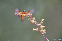 紅葉とカワセミ