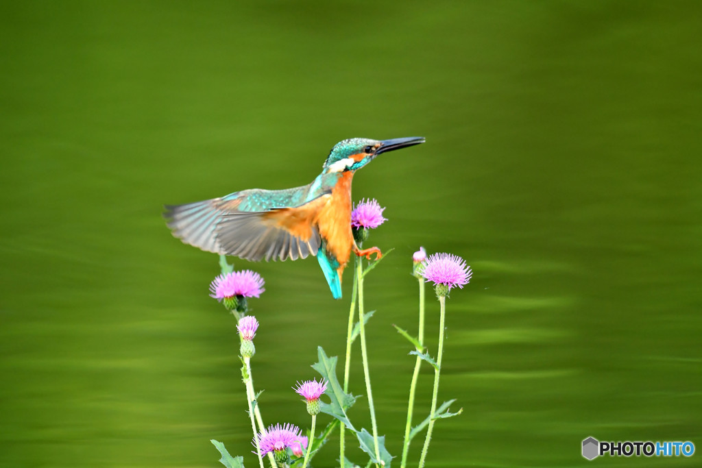 アザミとカワセミ