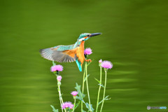 アザミとカワセミ