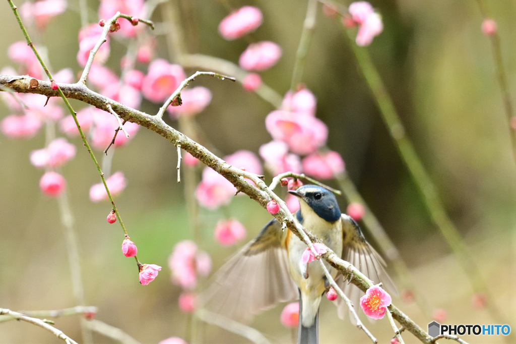 梅とルリビタキ