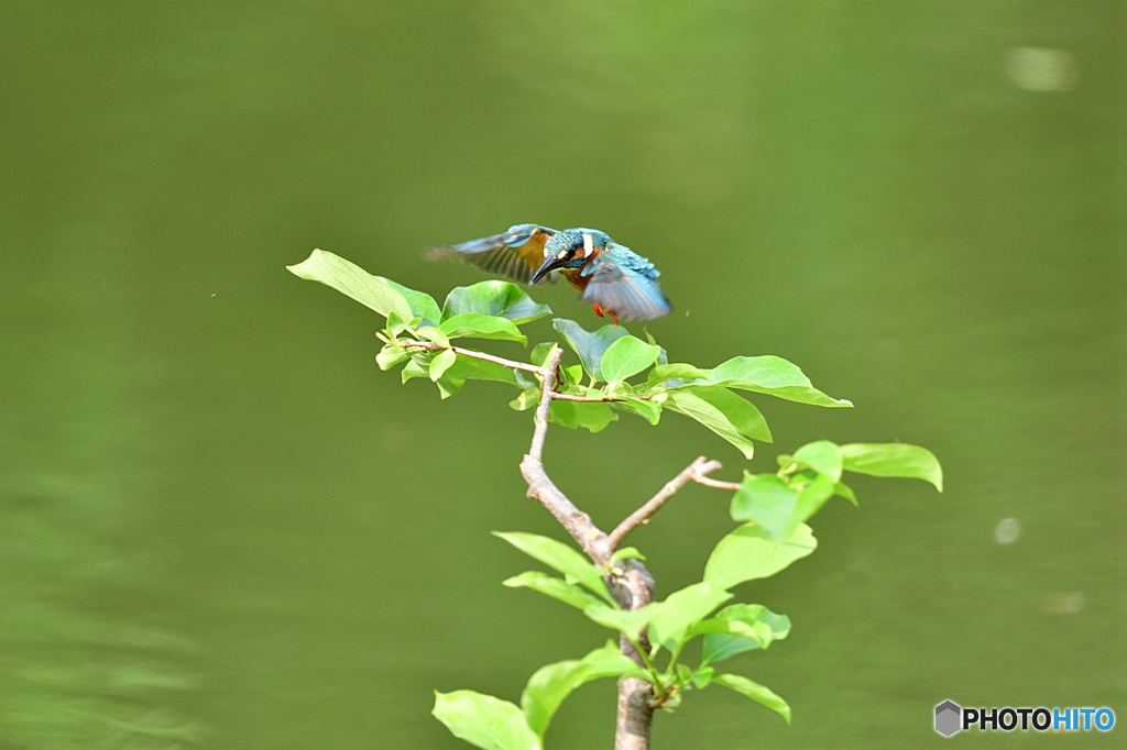 柿の木とカワセミ