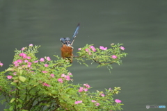 野バラとカワセミ