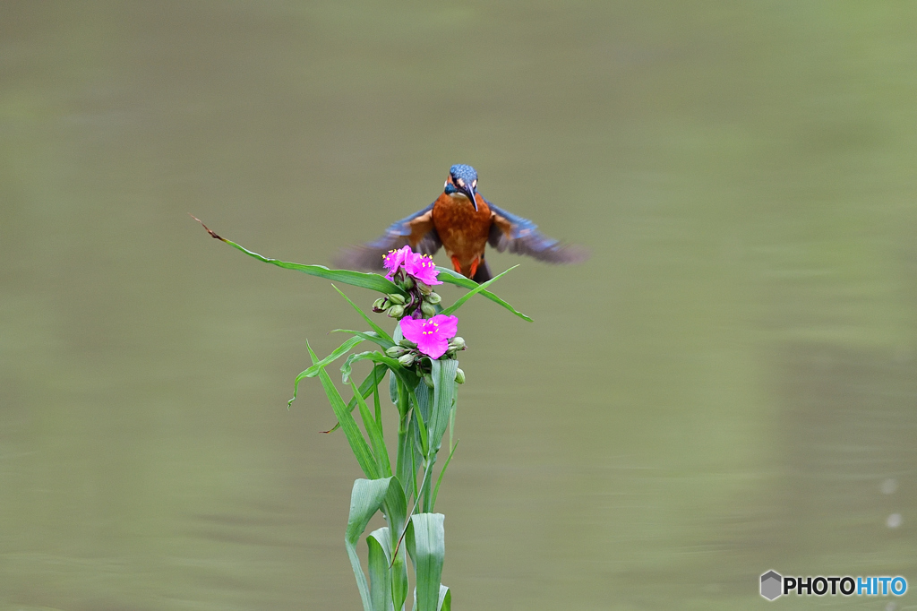 ツユクサとカワセミ