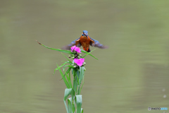 ツユクサとカワセミ