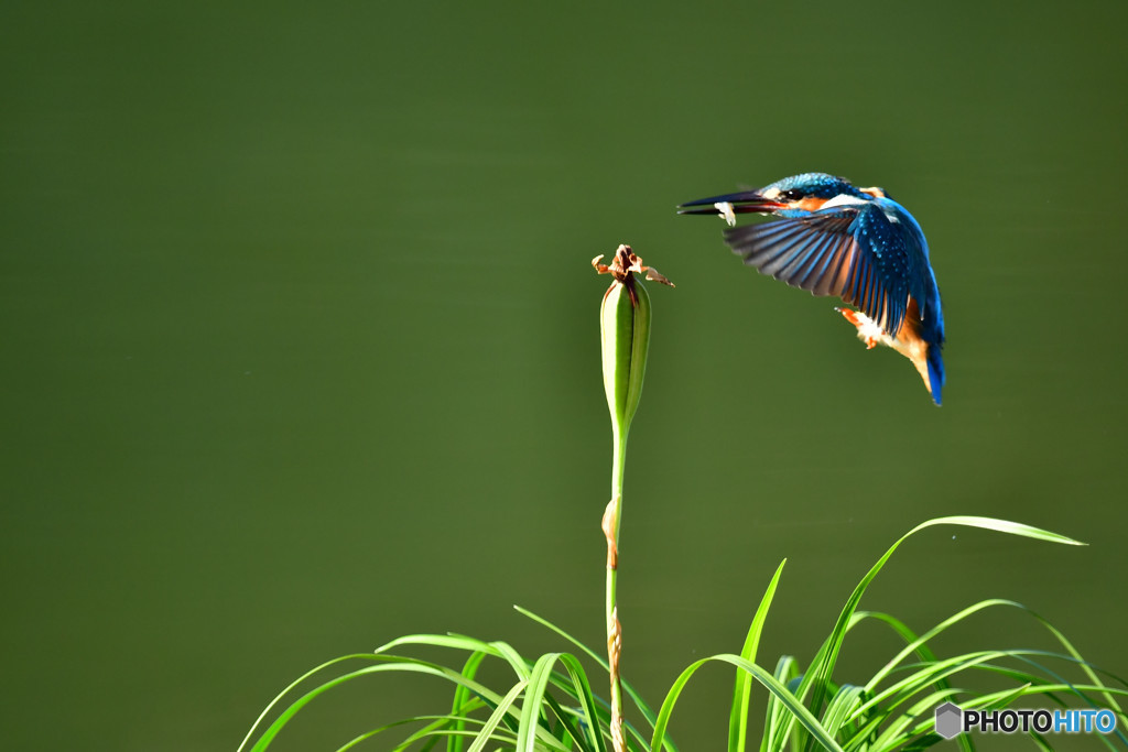 春蘭の実とカワセミ