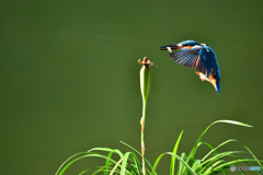春蘭の実とカワセミ