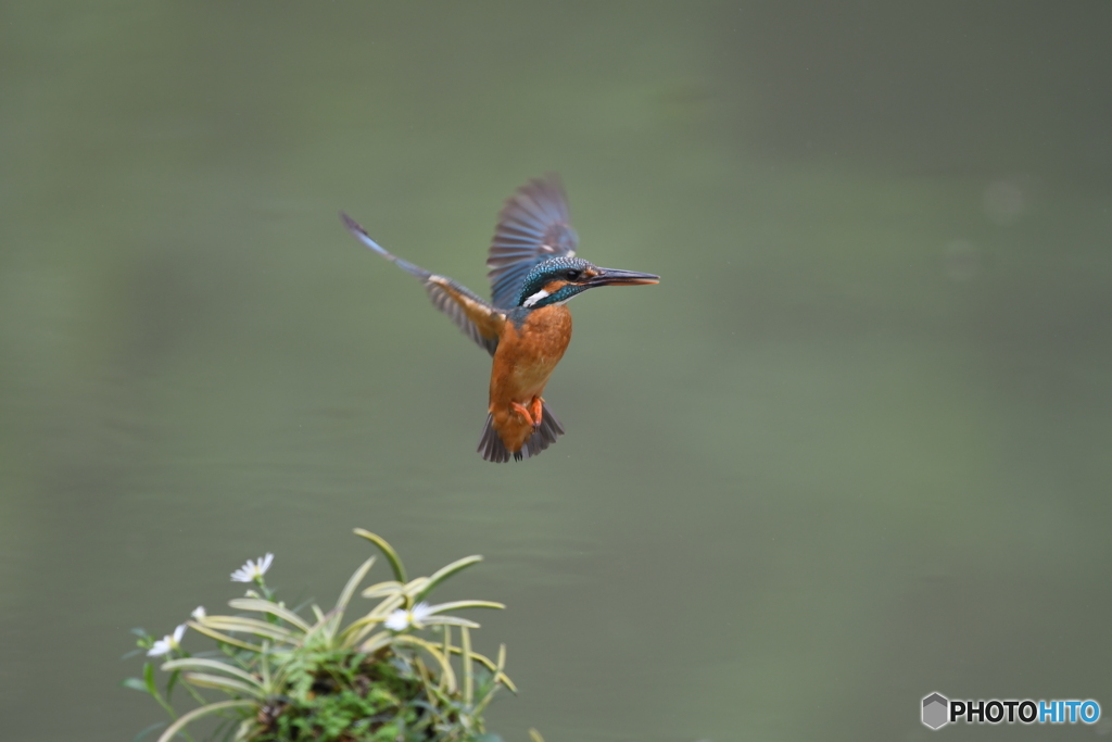 フウランとカワセミ