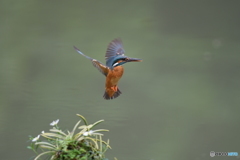 フウランとカワセミ