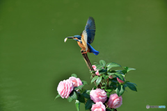 ツバキとカワセミ