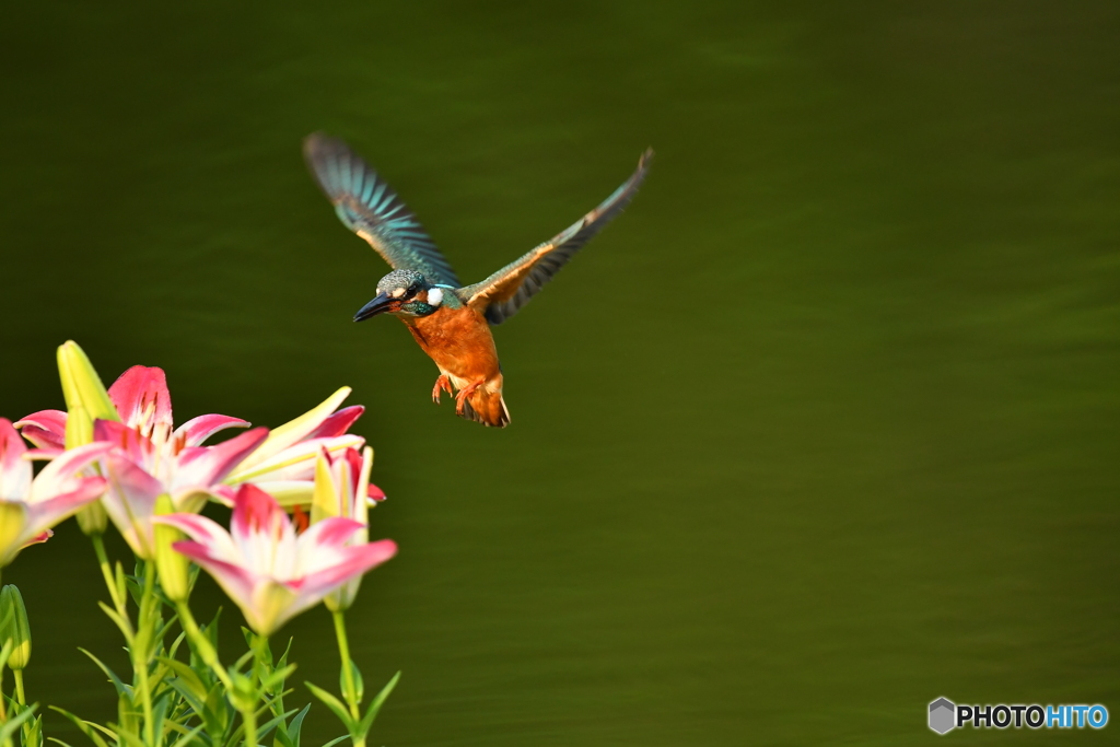 スカシユリとカワセミ