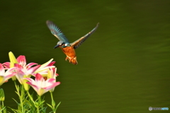 スカシユリとカワセミ