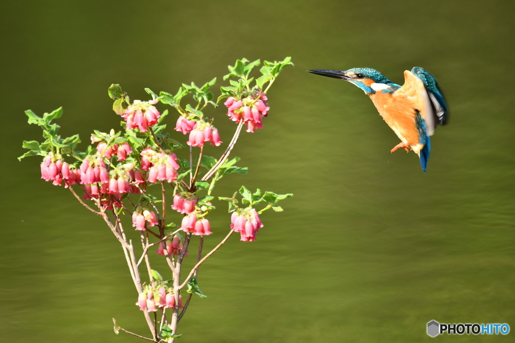箱根ツリガネツツジとカワセミ