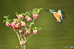 箱根ツリガネツツジとカワセミ