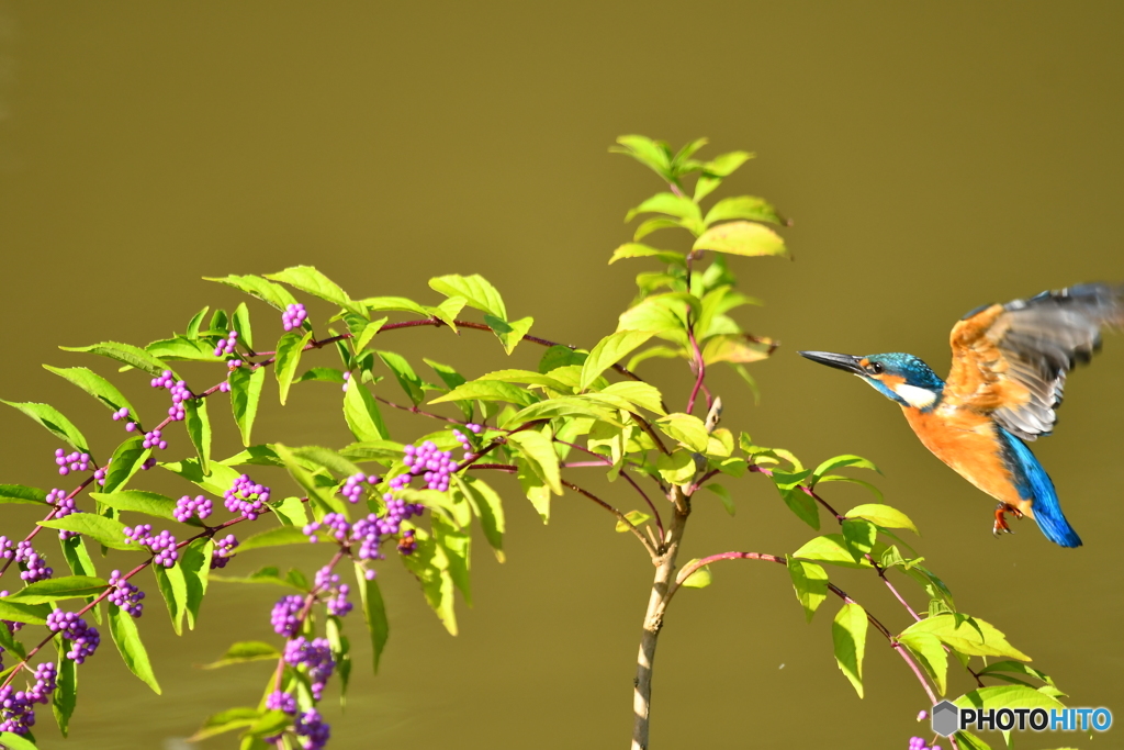 紫式部とカワセミ