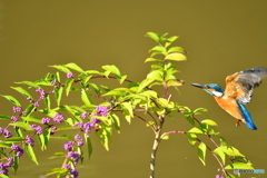 紫式部とカワセミ