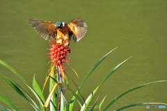 ミニパイナップルとカワセミ