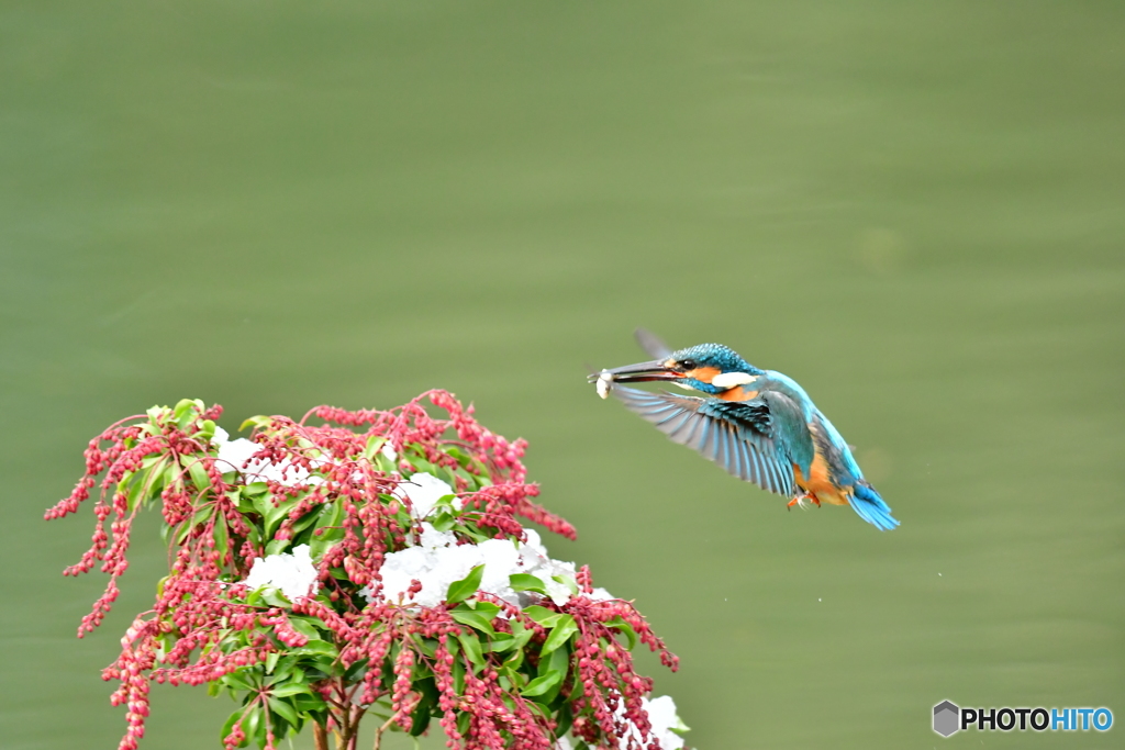 馬酔木とカワセミ