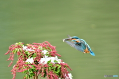 馬酔木とカワセミ