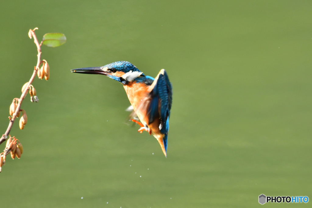 グミとカワセミ