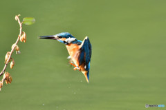 グミとカワセミ