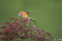 枝垂れ紅葉とカワセミ